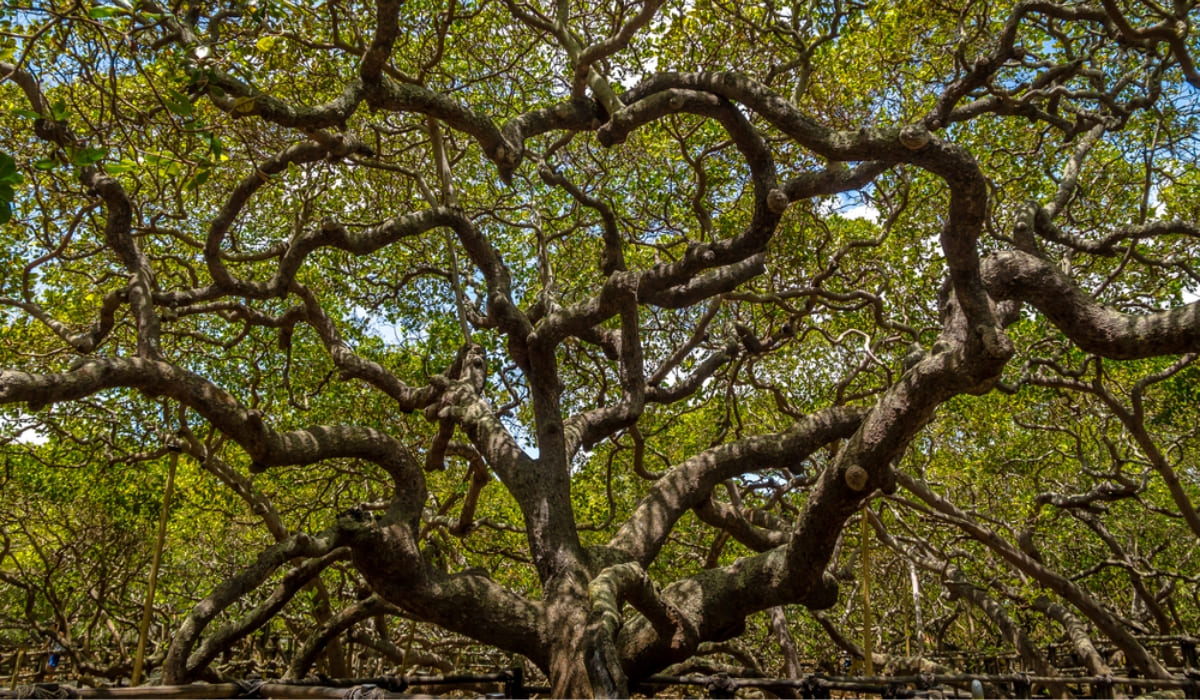 One Tree, Not a Forest: Brazil's Giant Cashew of Pirangi